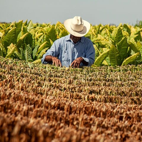 Nayarit Mexico Farmer July2021 square-high