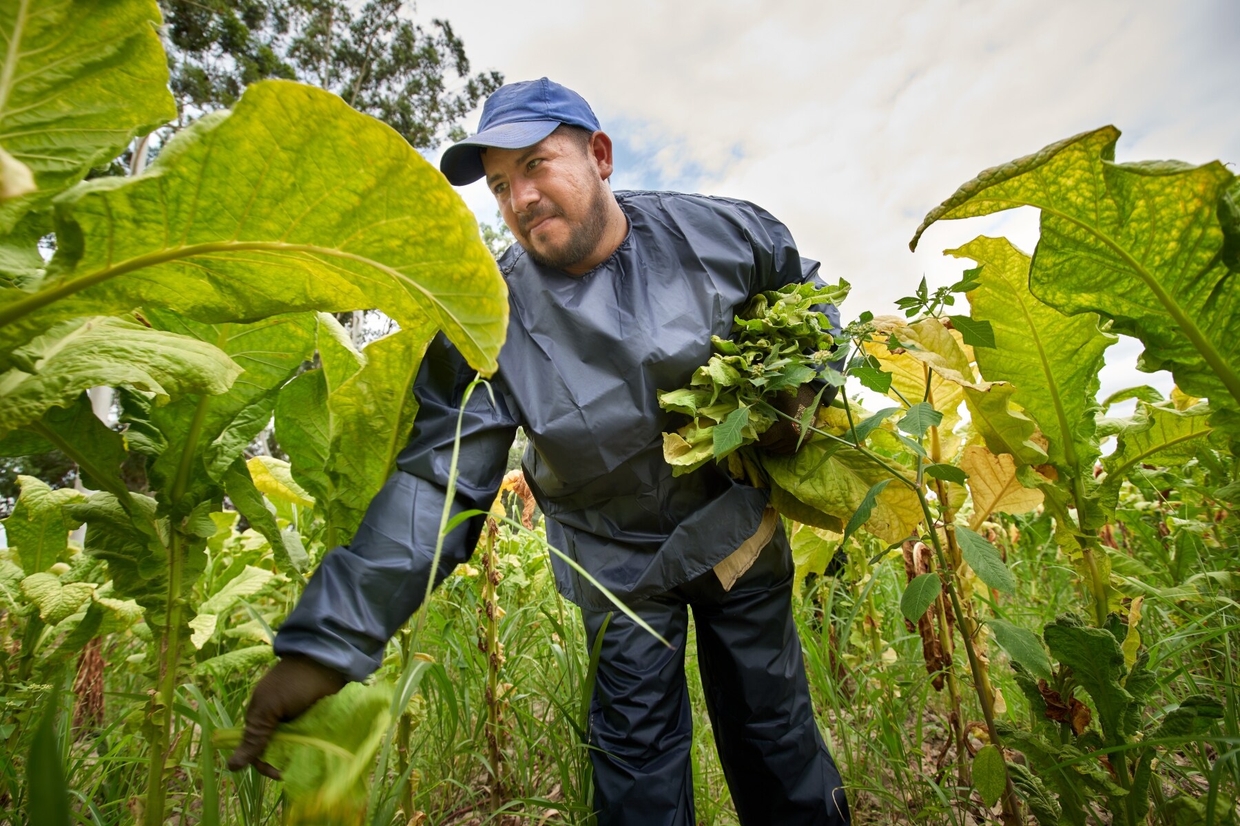 A worker harvests tobacco