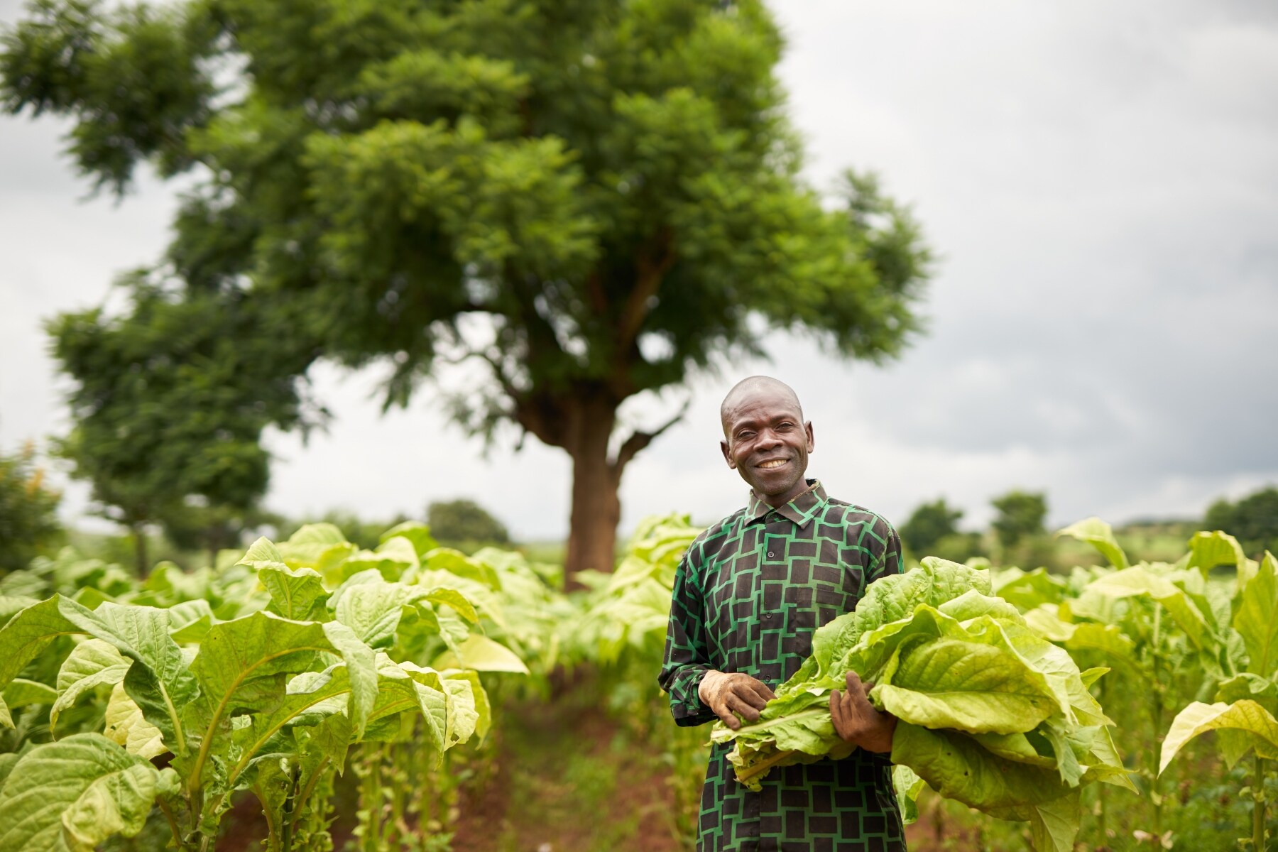 A farmer assessing the tobacco crop on his farm in Malawi