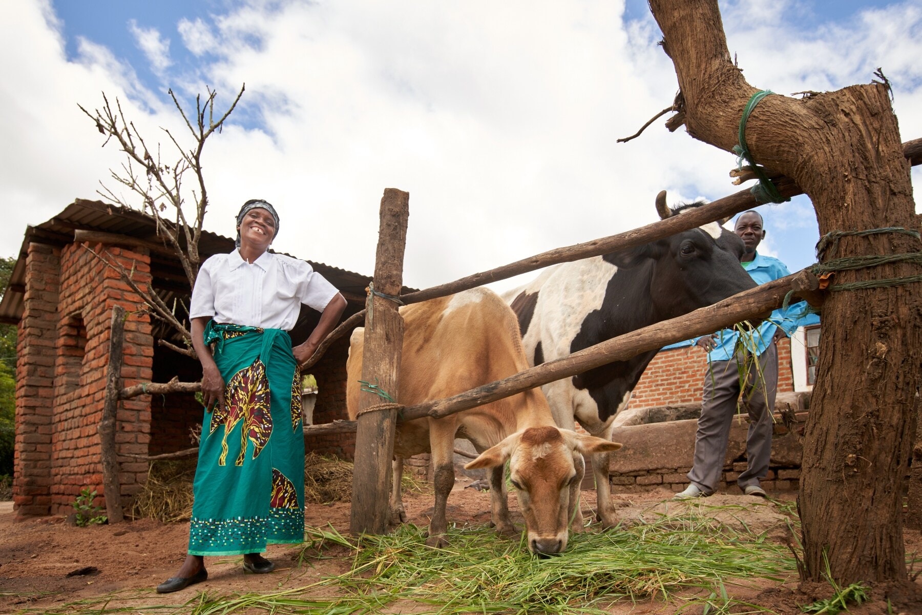 A Malawian woman posing next to two cows