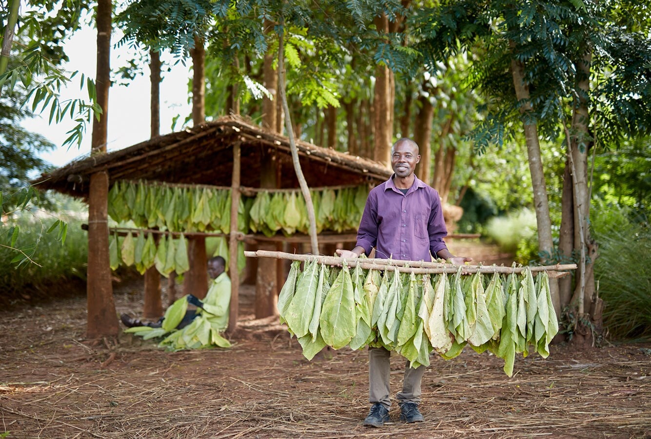 Mozambique-hanging-tobacco leaves