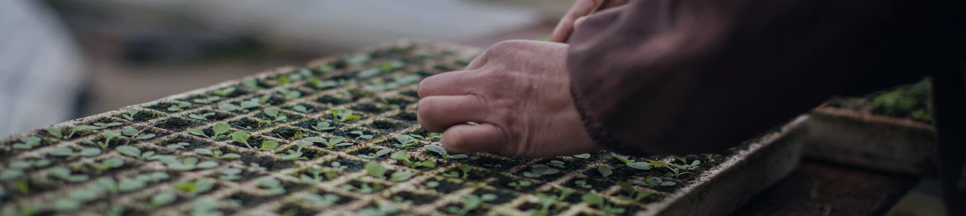 v2 banner tobacco seed bed glossary