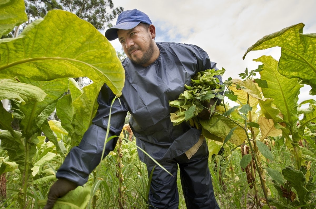tobacco-farmer-argentina