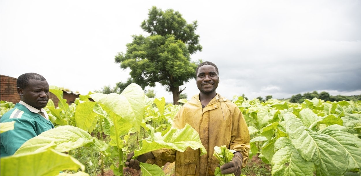 tobacco-filed-smiling-farm-worker