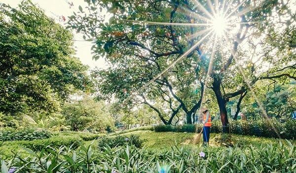 Sukorejo Plant in Indonesia THUMBNAIL