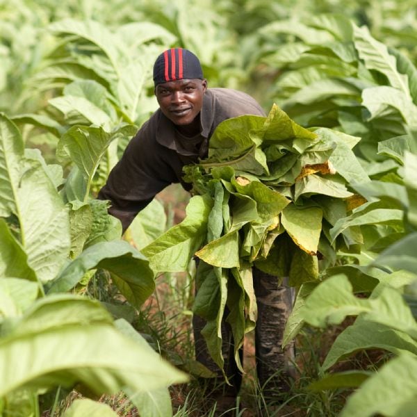 Tobacco farmer Malawi square