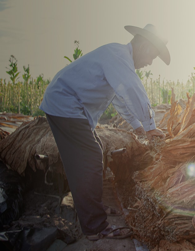 Tobacco farmer in Mexico