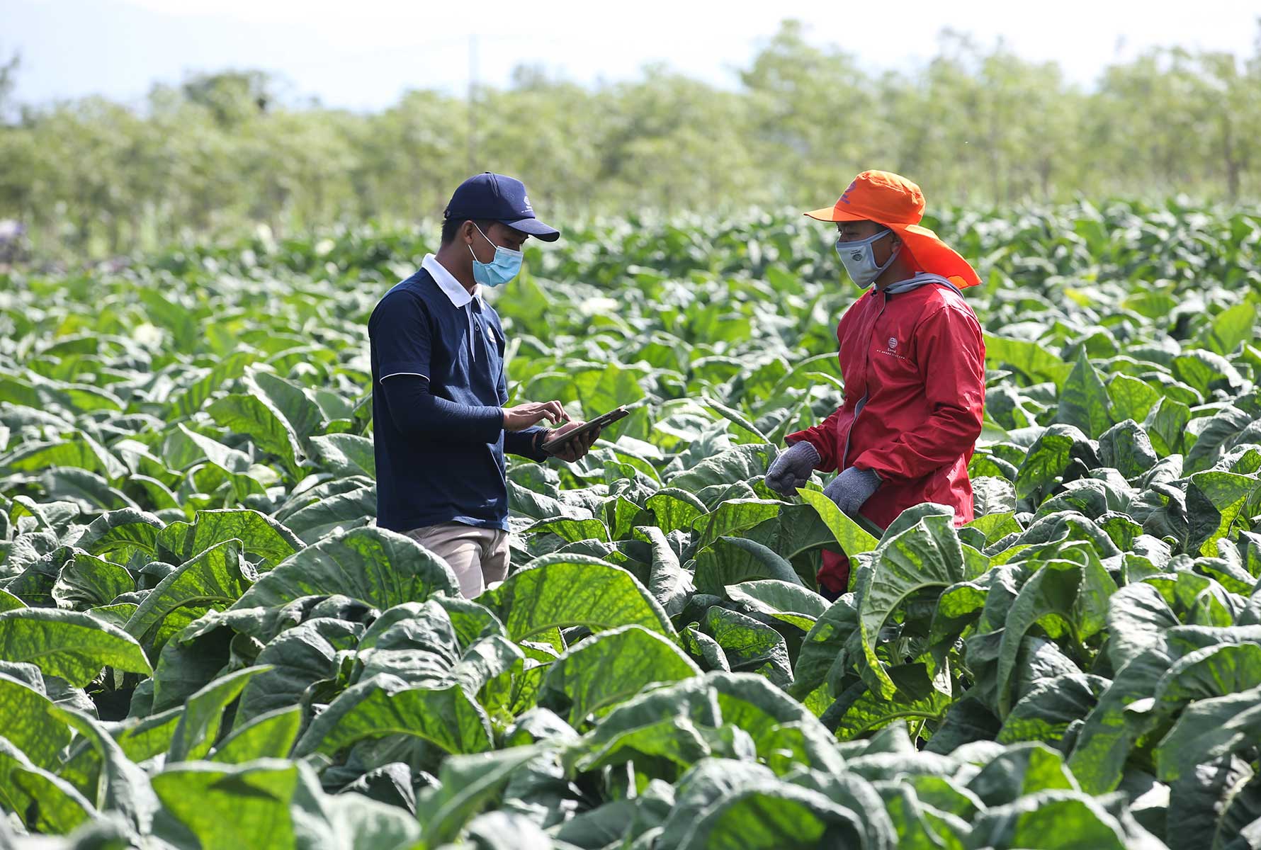 sustainable-supply-chain-indonesia