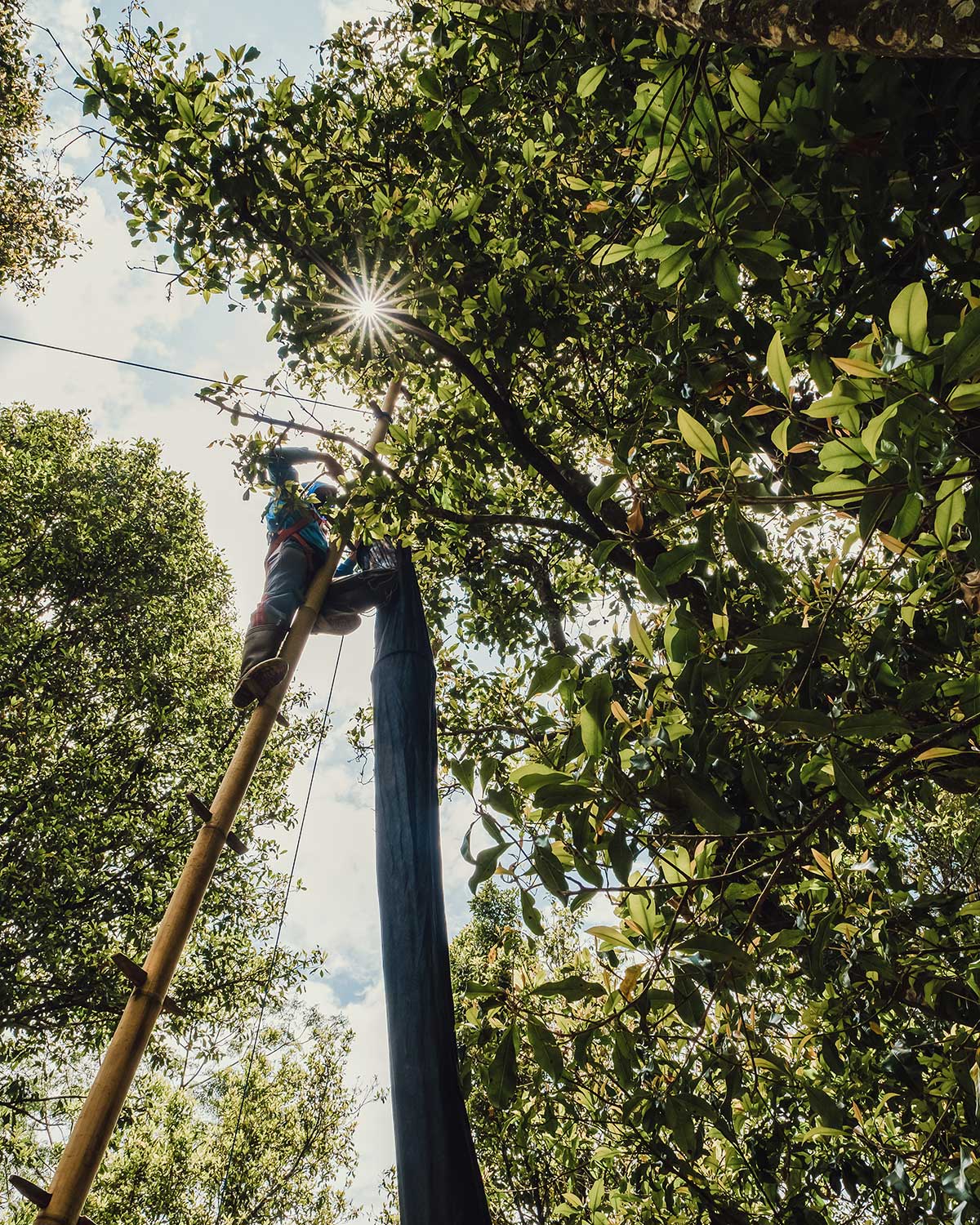 forest-conversavation-progress-B