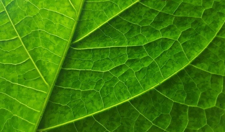 preserve nature tobacco leaf thumbnail