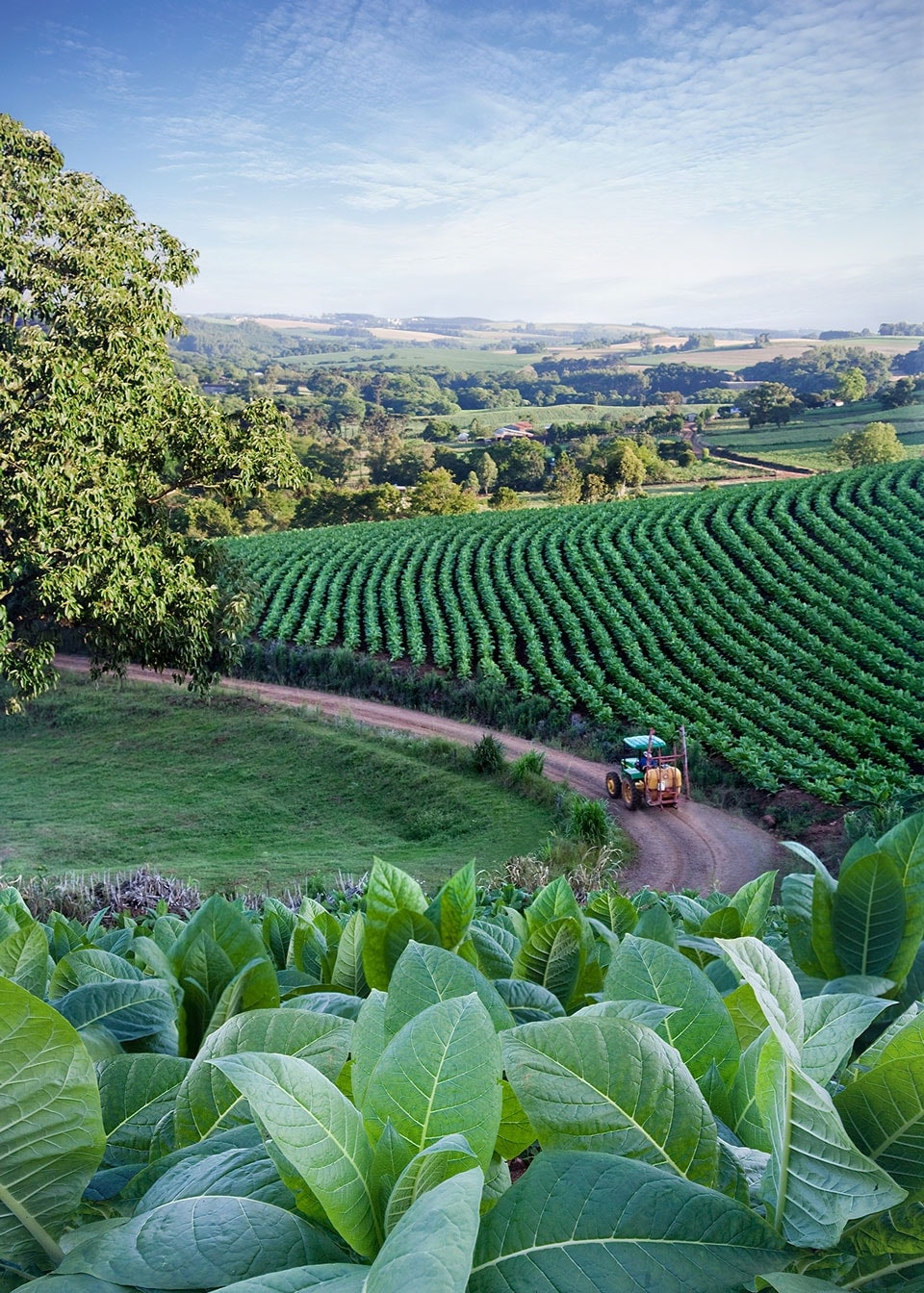 Brazil tobacco field portrait