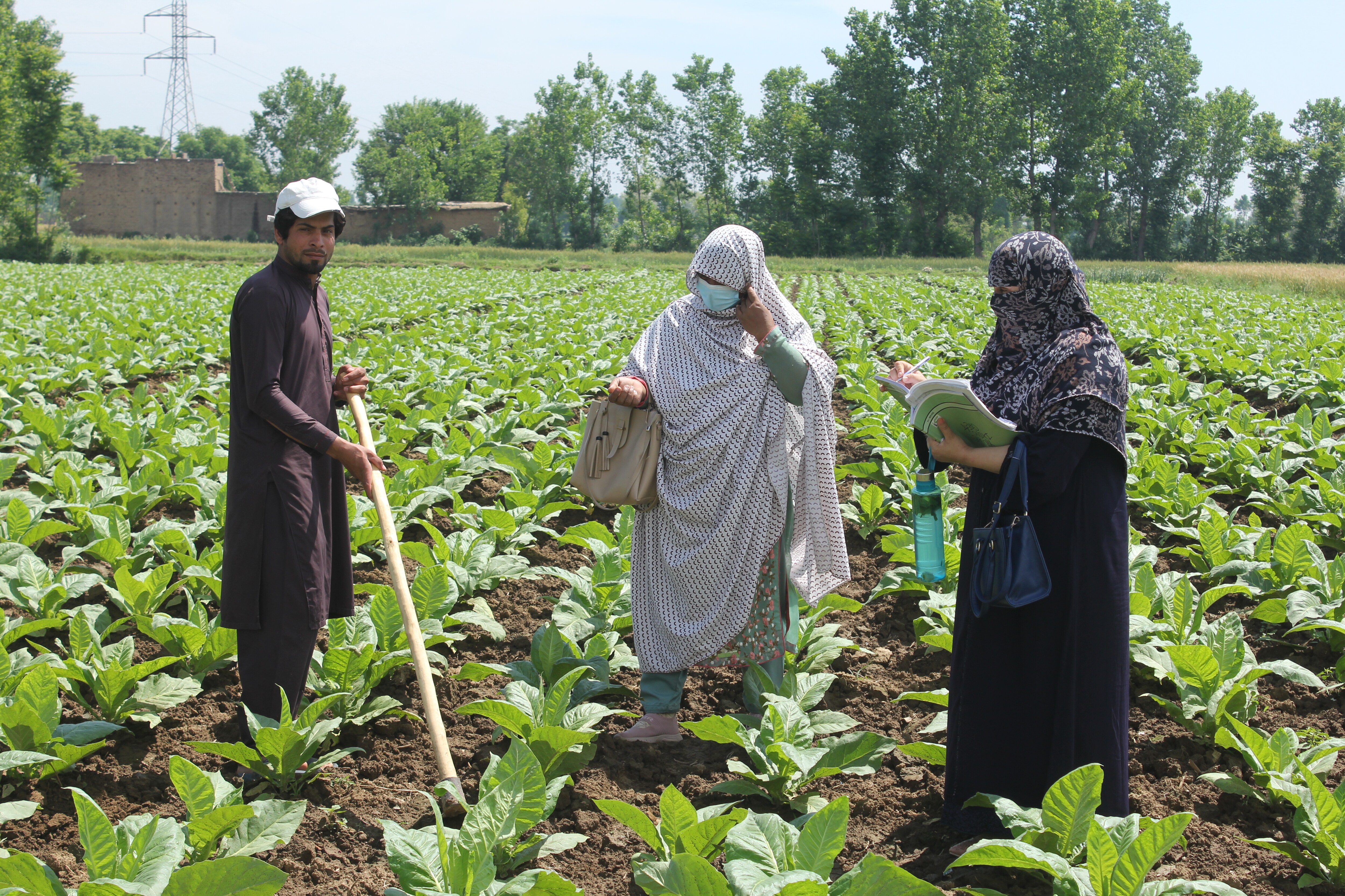 Women and farming in Pakistan