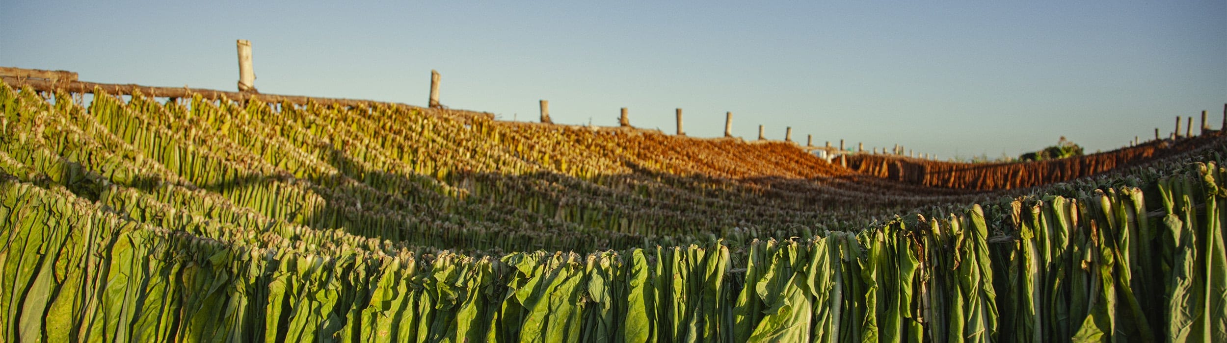 Green fields and blue sky