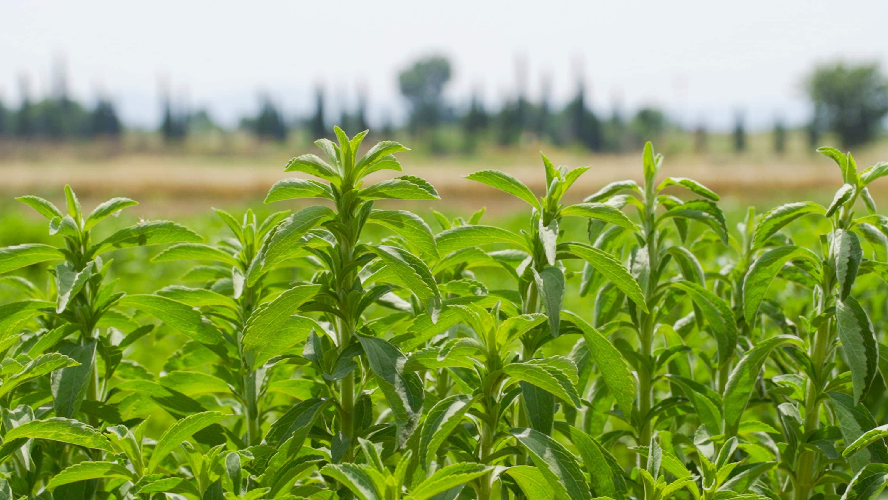 Stevia field in Greece