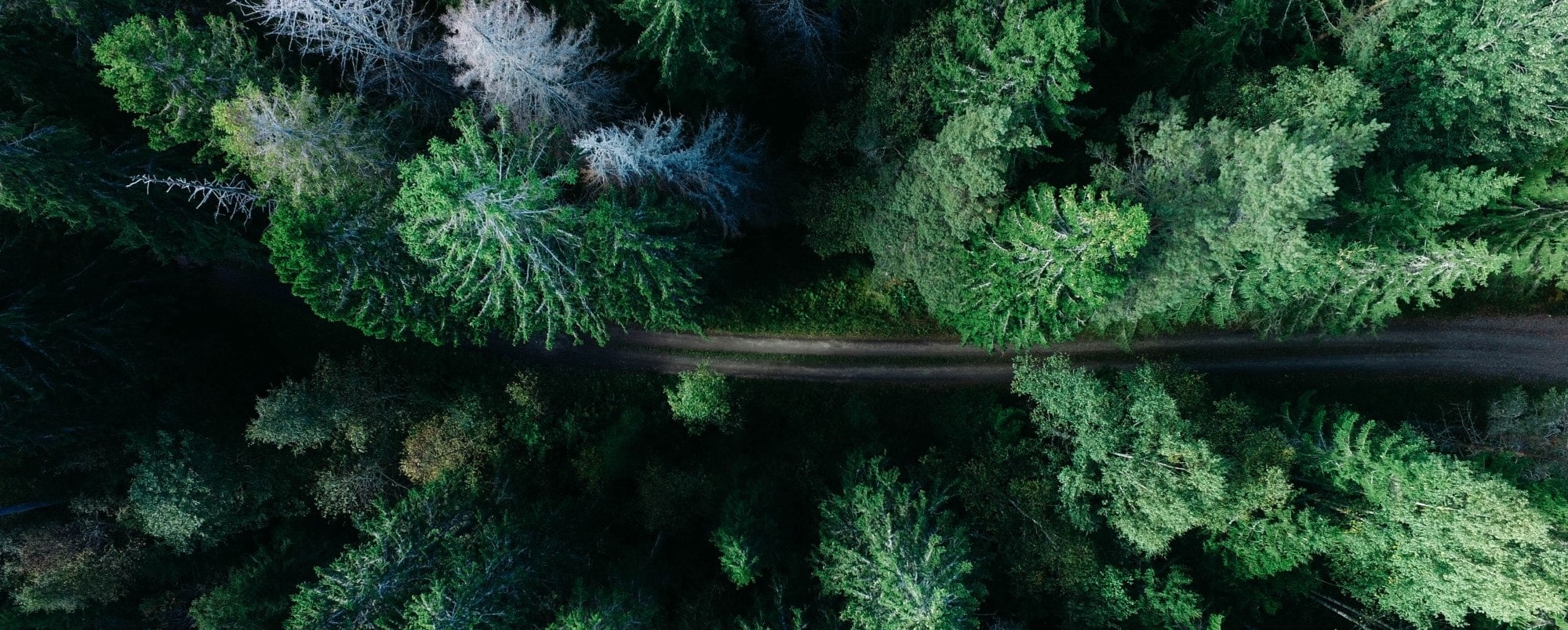 Low carbon transition plan banner