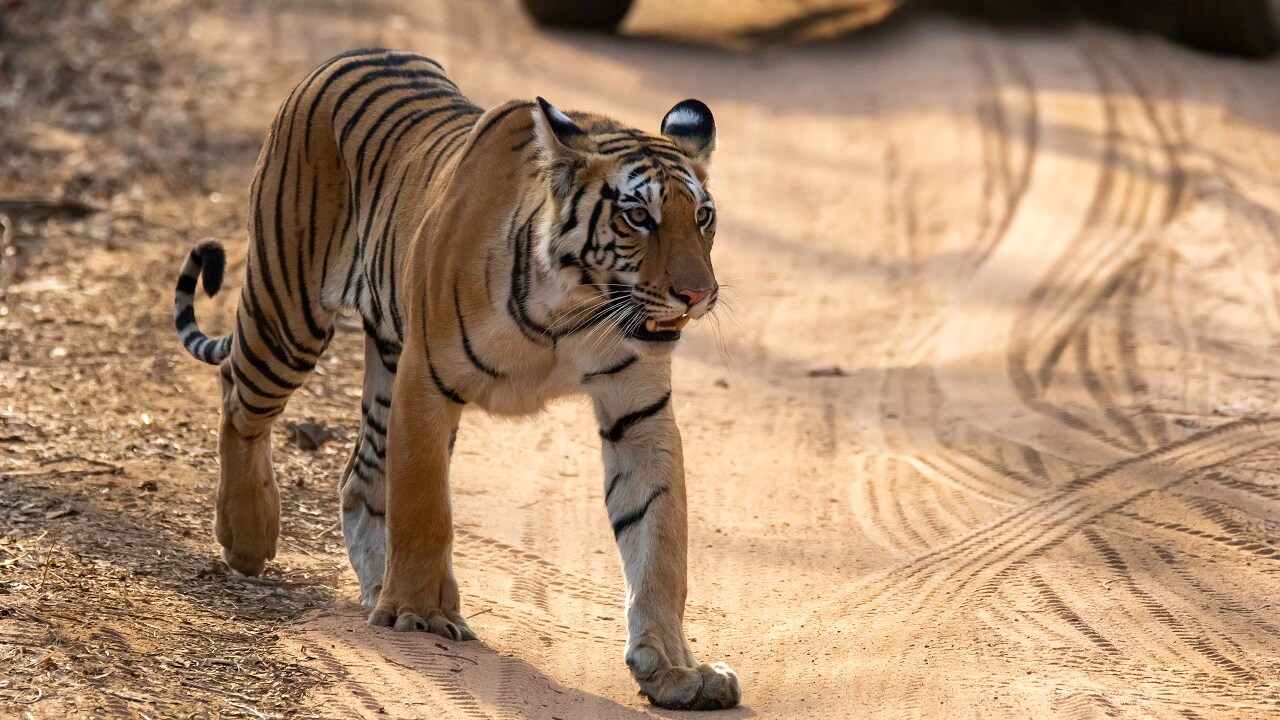 Illicit wildlife trade landscape