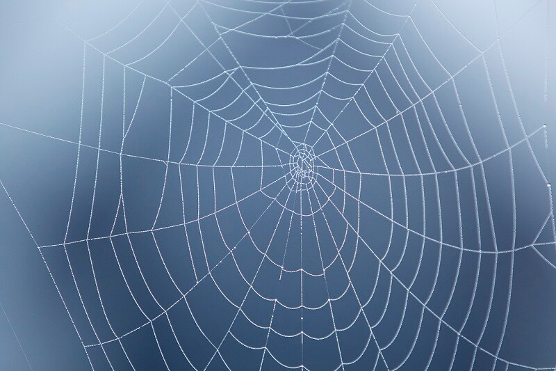 Web of crime thumbnail