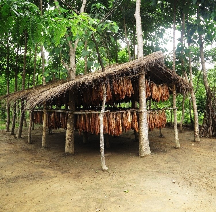 tobacco-leaves-curing-barn-malawi