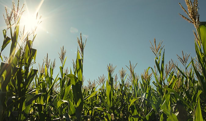 Field of crops under the sunshine