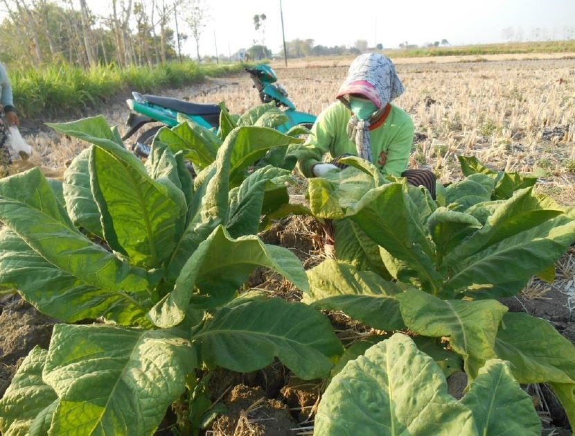 woman-in-a-field-harvesting-tobacco