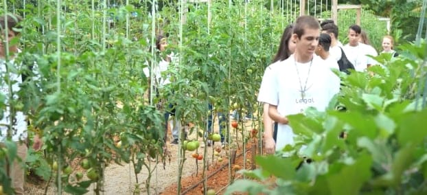 students walking through tomato crop