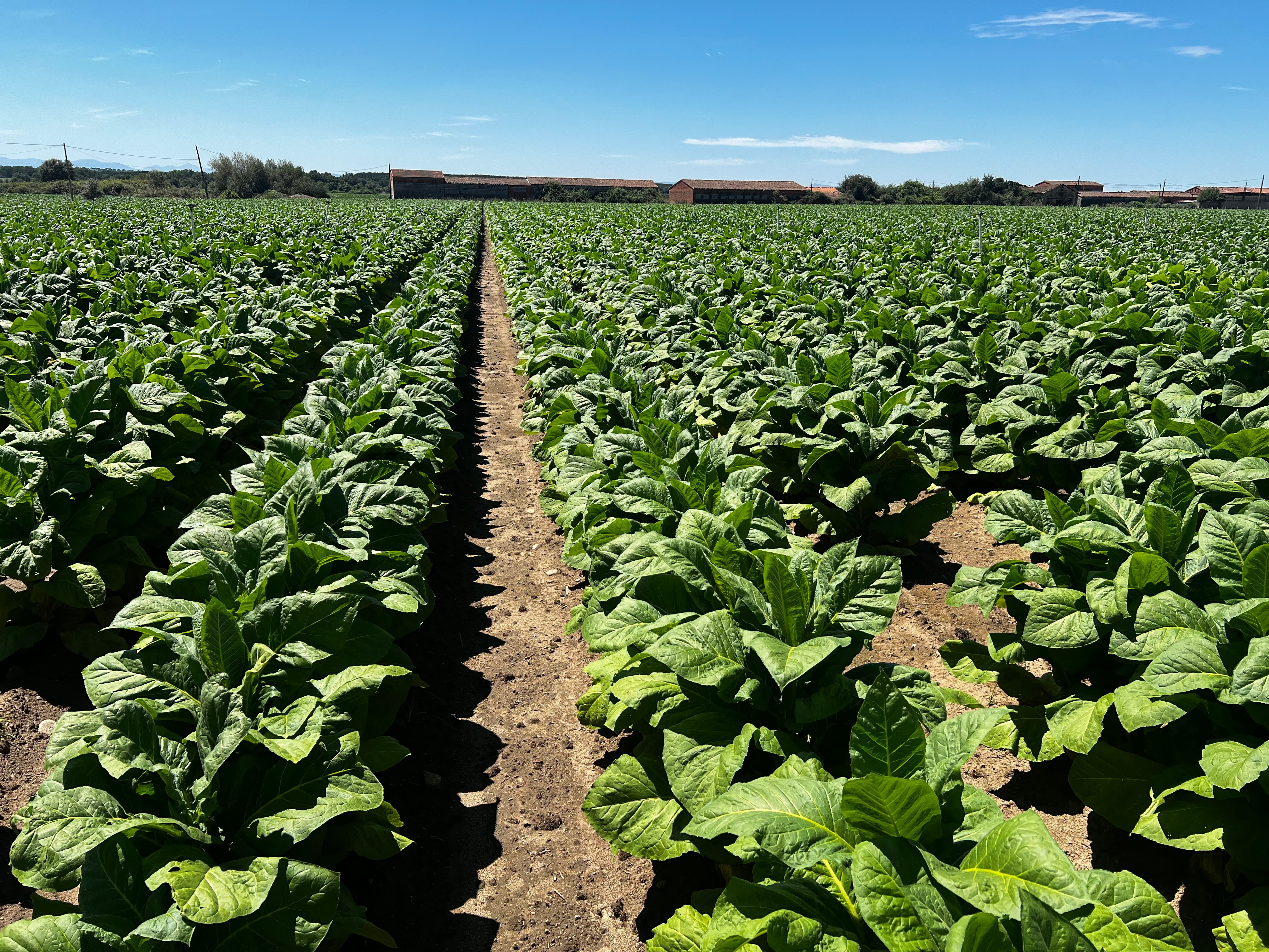 Rows of tobacco plants growing in a cultivated field under a clear sky.