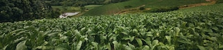 banner tobacco farming
