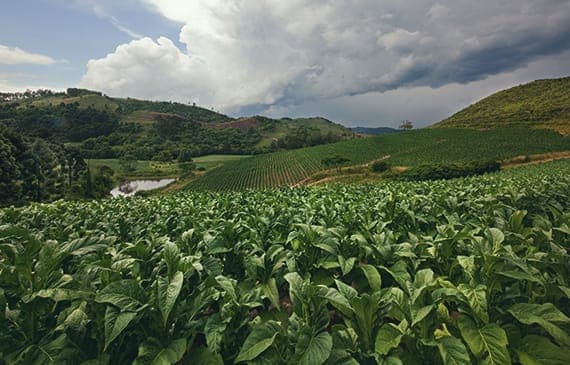 tobacco farming thumb