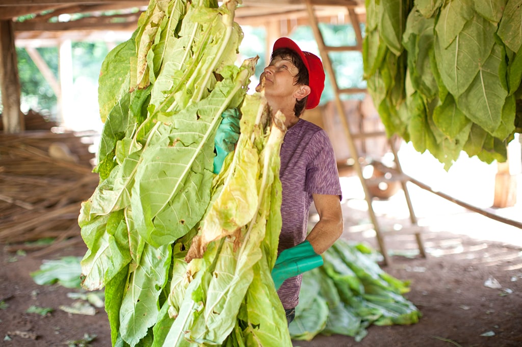 How PMIs targeted approach is helping eliminate child labor Philip