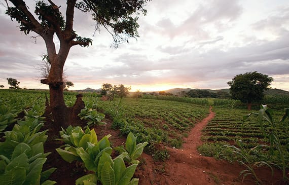 Philip Morris International marks progress in addressing labor issues in tobacco-growing.