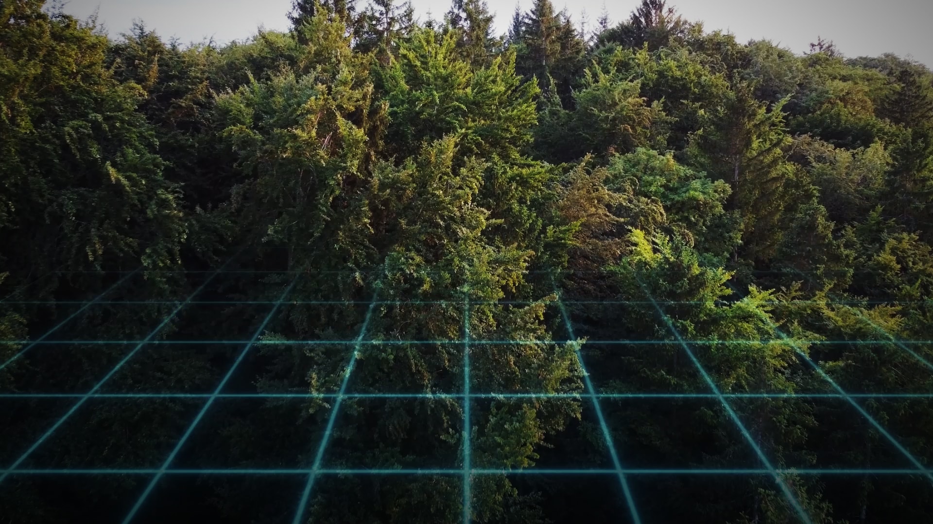 Forest with vector lines placed over it