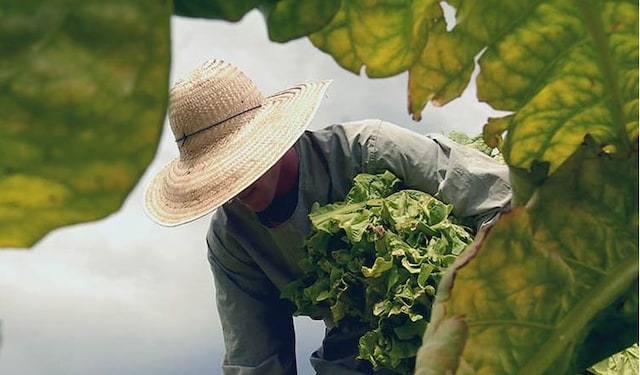 tobacco economics thumbnail