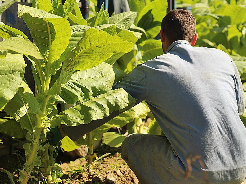 tobacco-farmer-field_article-crop