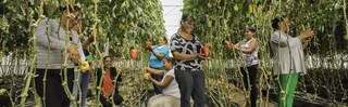 Farm workers displaying peppers grown in a greenhouse built by the Rural Women of the Future program, supported by Philip Morris Dominicana.