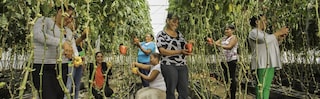 Farm workers displaying peppers grown in a greenhouse built by the Rural Women of the Future program, supported by Philip Morris Dominicana.