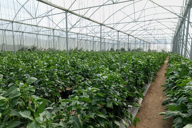 Tobacco plants in a greenhouse.