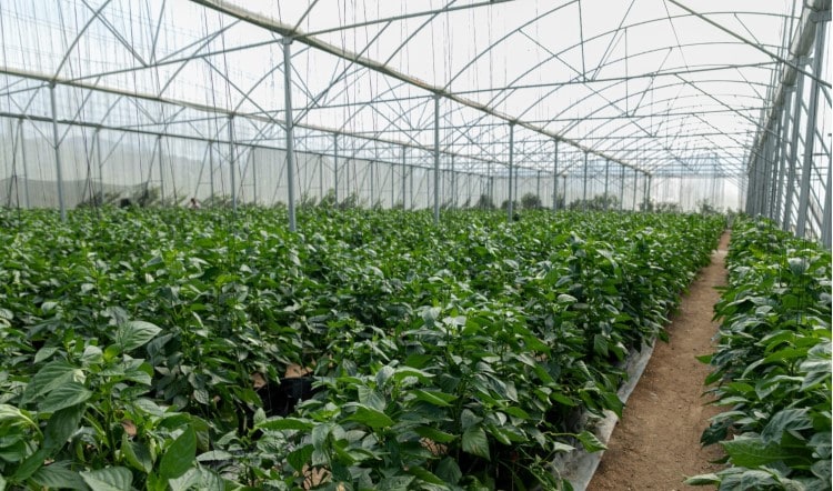 Sostenibilidad y RSE thumbnail