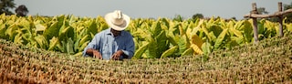 Tobacco farmer in Nayarit Mexico