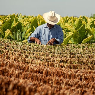 Tobacco farmer in Nayarit Mexico