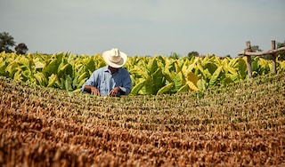 Tobacco farmer in Nayarit Mexico