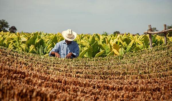 Tobacco farmer in Nayarit Mexico