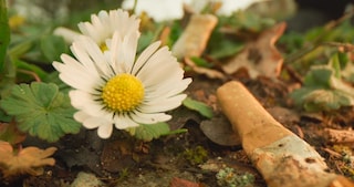 Cigarette butt on a ground next to a flower.