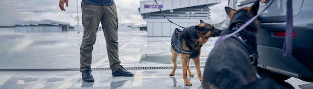 illicit-trade-dogs-banner