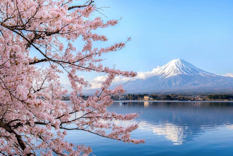 Japans cherry blossom tree, in the background a mountain.