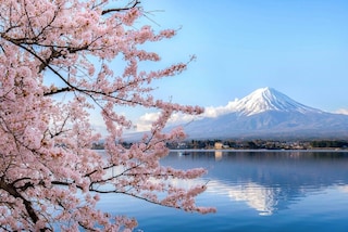 Japans cherry blossom tree, in the background a mountain.