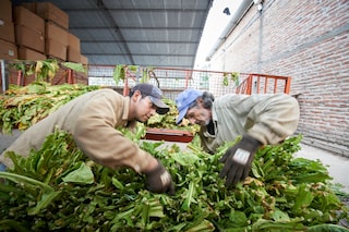 Two workers unload tobacco leaves