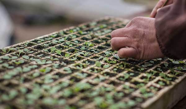 tobacco seed beds