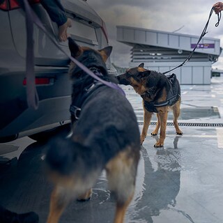 Illicit-trade-dogs-car-Getty-small-banner-gradient