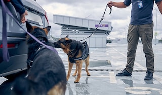 Two sniffer dogs at a car