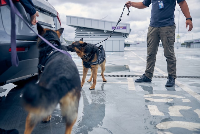 Security dogs illict trade